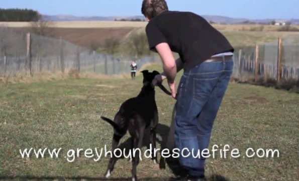 Greyhound